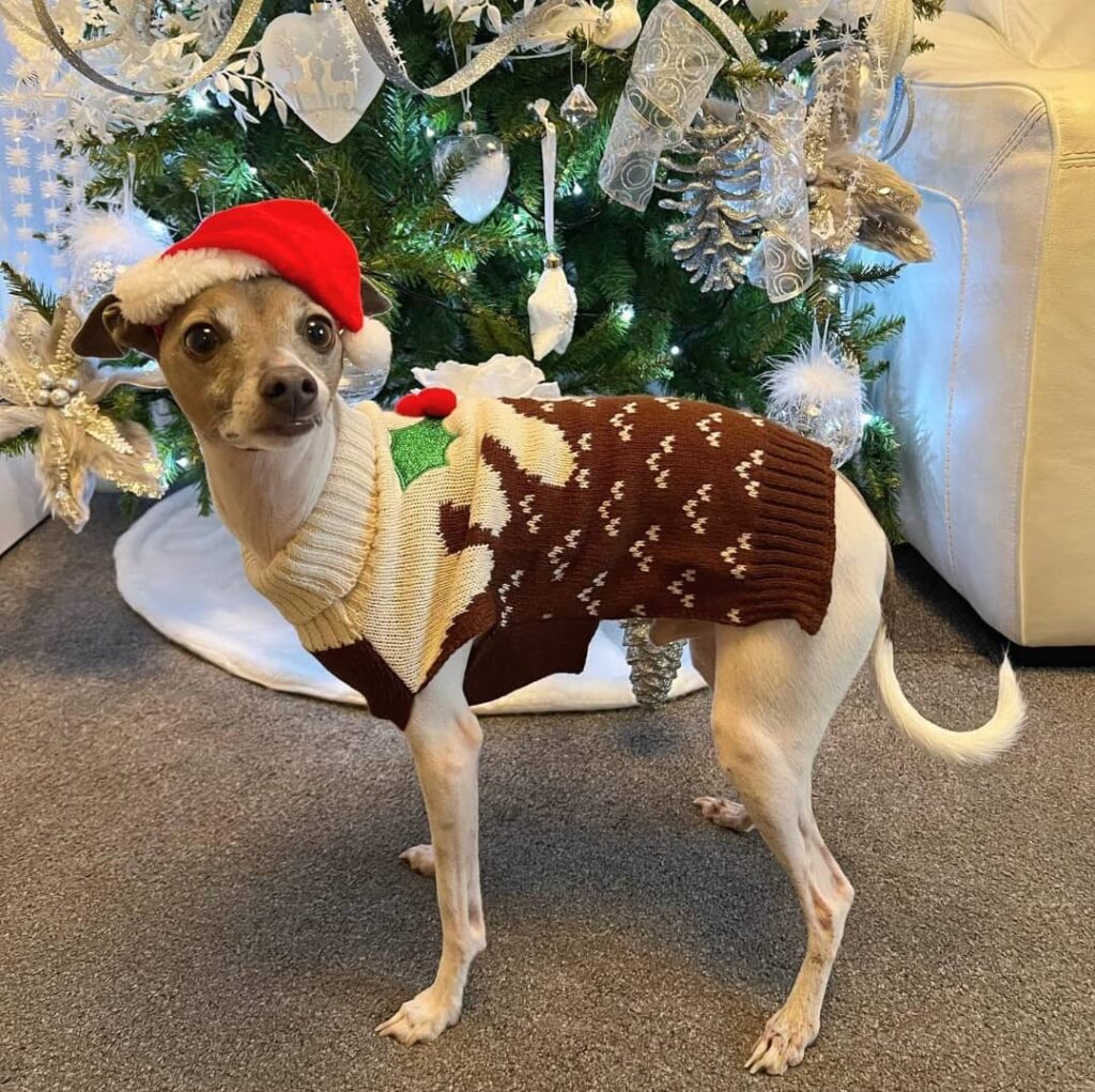 Italian Greyhound Puppies for Adoption