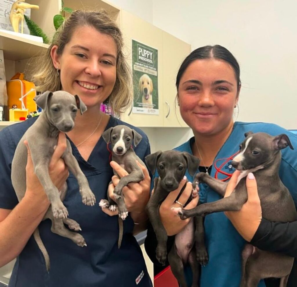 italian-greyhound-puppies-for-adoption Italian greyhound puppies for adoption